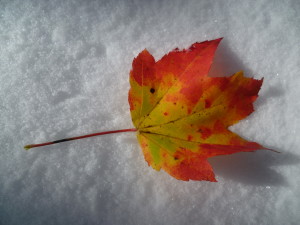 Autumn in the Snow
