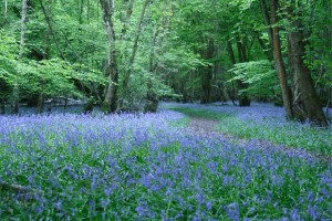 March: a time to visit Grandma's bluebell woods!